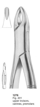  Fig. 201 upper incisors, canines, premolars 